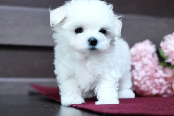 Maltese toy di tre mesi 