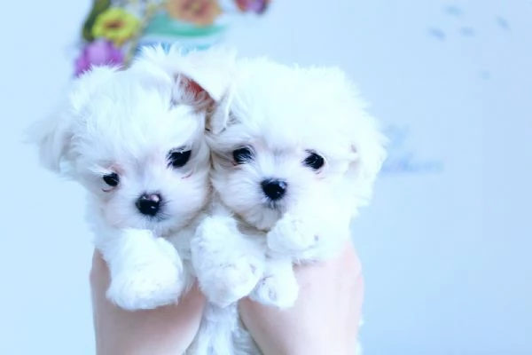 Cuccioli Maltese toy dai 3 ai 4 mesi  | Foto 0