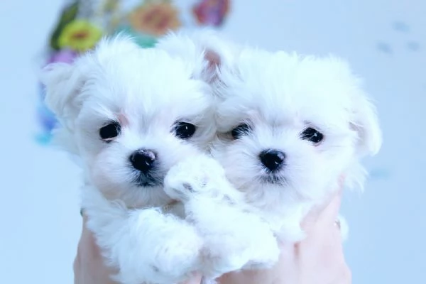 Cuccioli Maltese toy dai 3 ai 4 mesi 