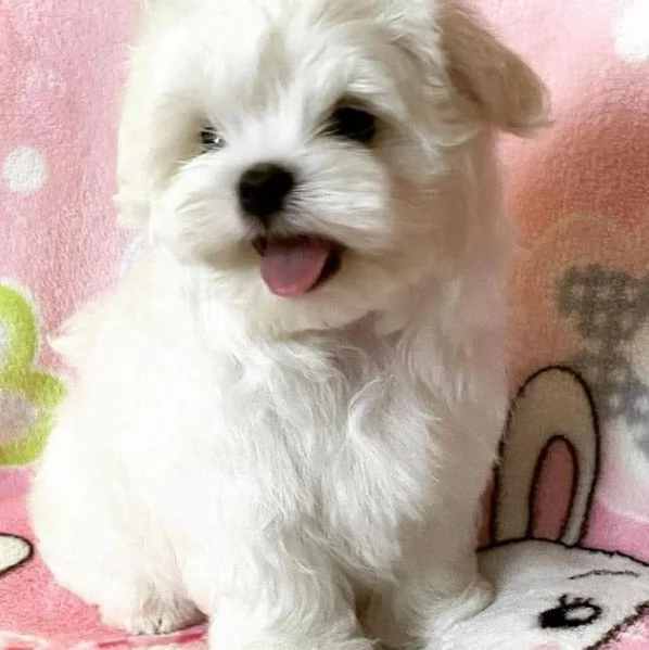Maltese toy cuccioli | Foto 0