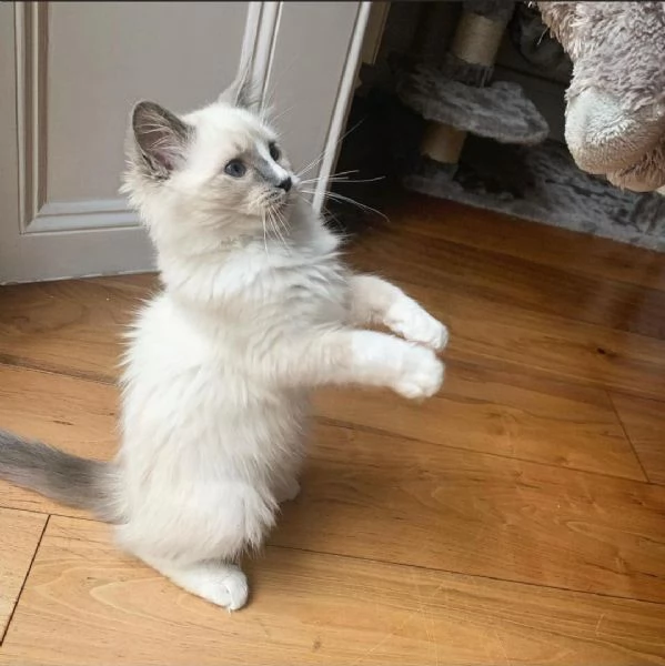 Gattino adorabile