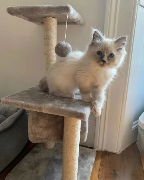 Gattino adorabile | Foto 0