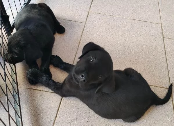 Labrador cuccioli