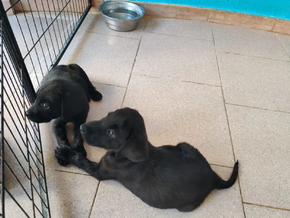 Labrador cuccioli | Foto 6