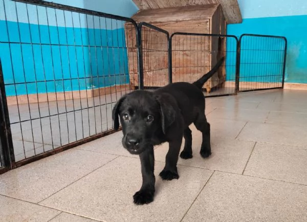 Labrador cuccioli | Foto 5
