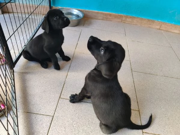 Labrador cuccioli | Foto 4