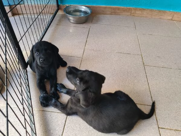 Labrador cuccioli | Foto 2