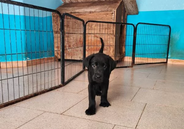 Labrador cuccioli | Foto 0