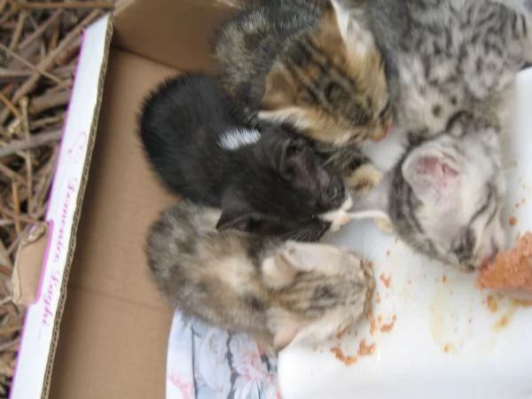 REGALO 4 GATTINI 