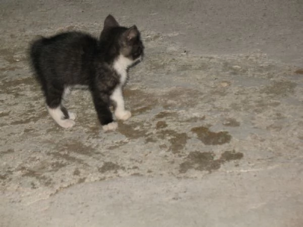 REGALO 4 GATTINI  | Foto 4
