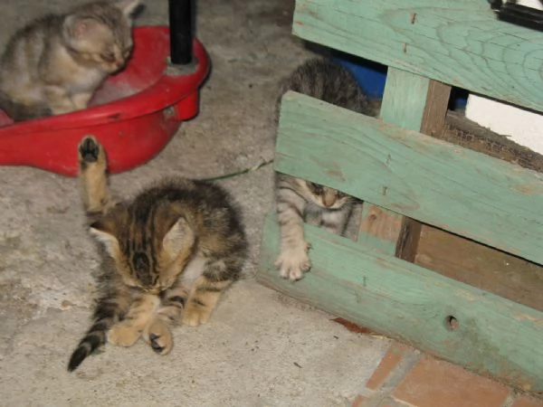 REGALO 4 GATTINI  | Foto 3