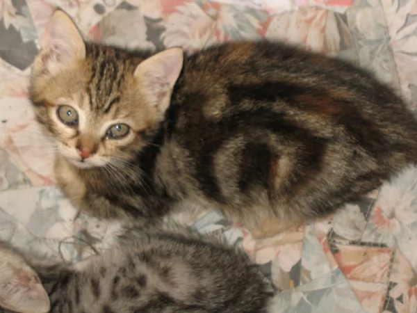 REGALO 4 GATTINI  | Foto 2