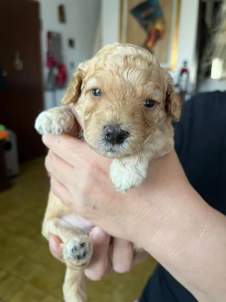 Cuccioli di Barboncini Toy  | Foto 3