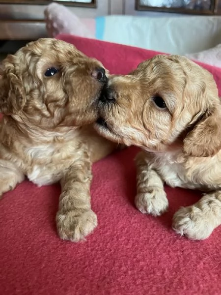 Cuccioli di Barboncini Toy  | Foto 1