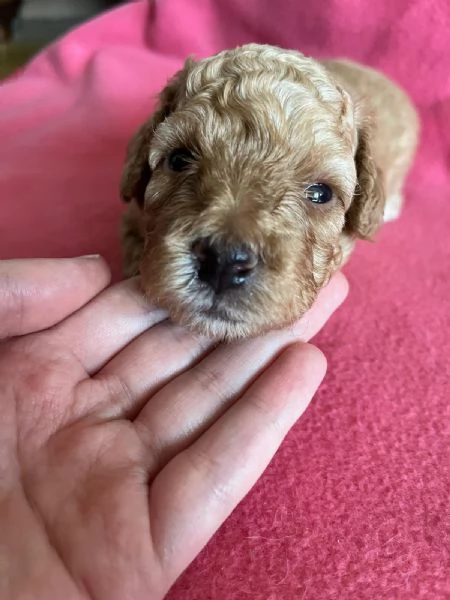 Cuccioli di Barboncini Toy  | Foto 0