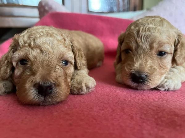 Cuccioli di Barboncini Toy 