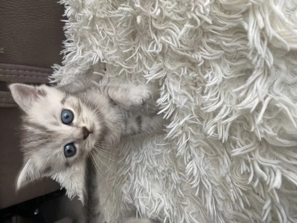Gatti  | Foto 2