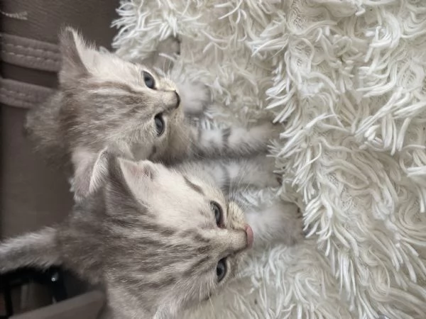Gatti  | Foto 1