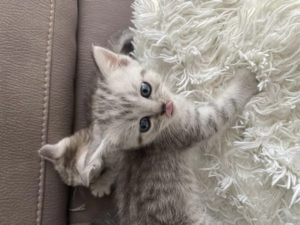 Gatti  | Foto 0