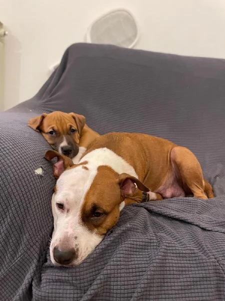 CUCCIOLO DI AMSTAFF Artugrave 