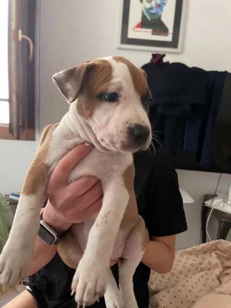 CUCCIOLE DI AMSTAFF