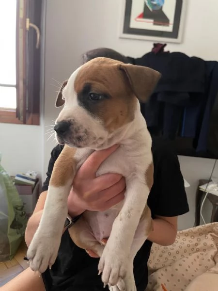 CUCCIOLE DI AMSTAFF | Foto 6