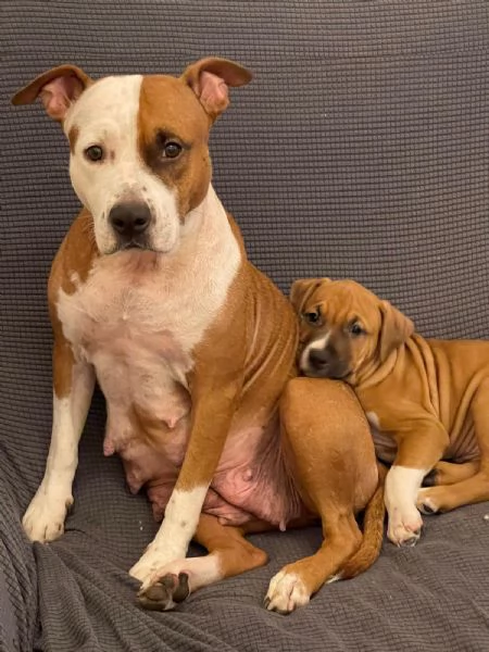 CUCCIOLO DI AMSTAFF Artugrave  | Foto 4