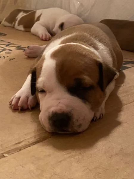 Cuccioli di amstaff  | Foto 3