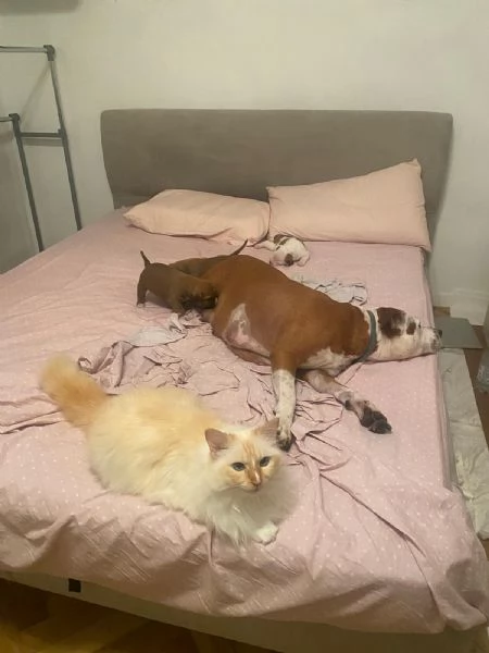 Cuccioli di amstaff  | Foto 2