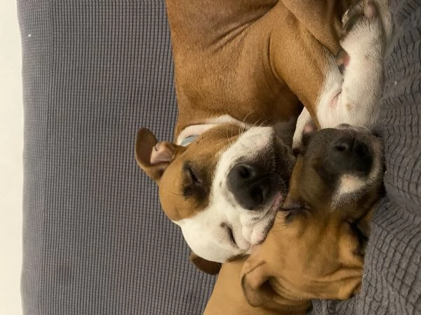 CUCCIOLO DI AMSTAFF Artugrave  | Foto 2