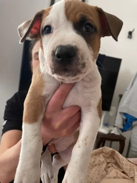 CUCCIOLE DI AMSTAFF | Foto 4