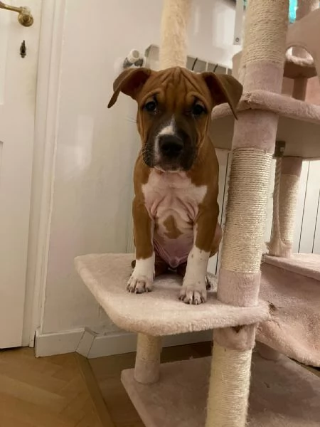 CUCCIOLO DI AMSTAFF Artugrave  | Foto 1