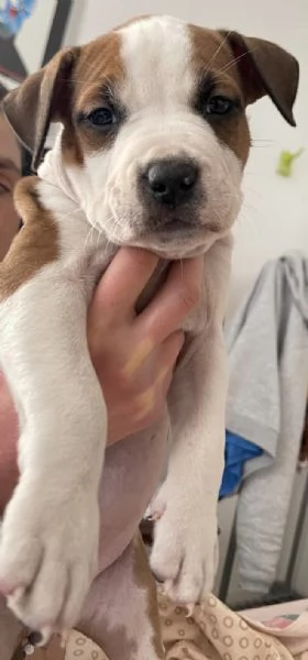 CUCCIOLE DI AMSTAFF | Foto 2
