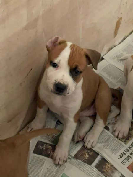 CUCCIOLE DI AMSTAFF | Foto 1