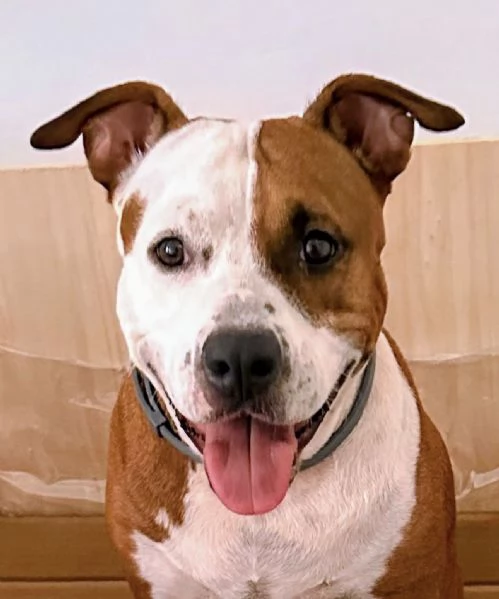 Cuccioli di amstaff  | Foto 1
