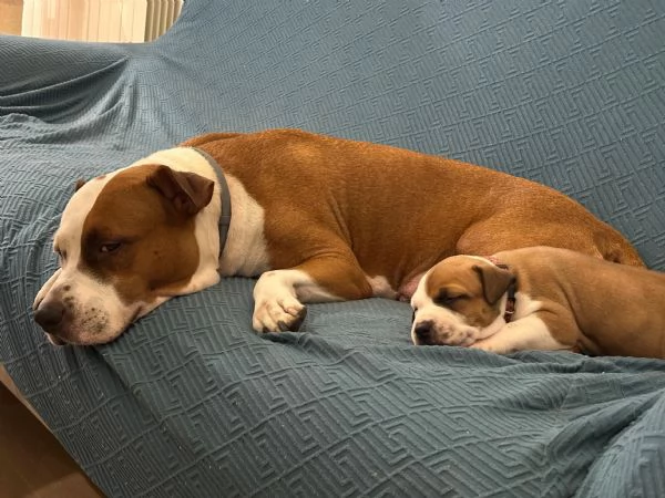 Cuccioli di amstaff 