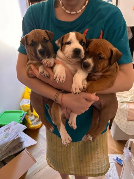 Cuccioli di amstaff  | Foto 0