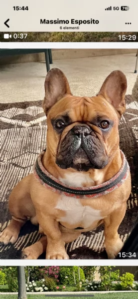 Regalo coppia bouldegue francesi | Foto 1