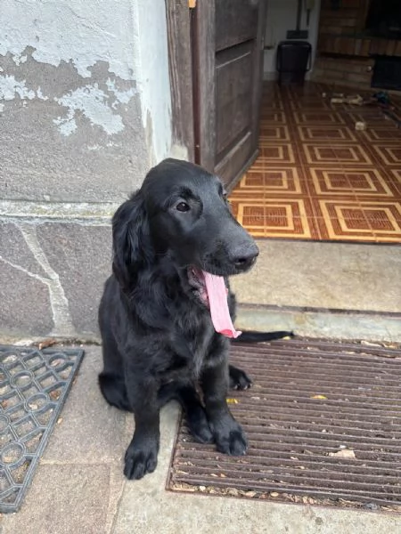 Cuccioli Flat Coated Retriever | Foto 6