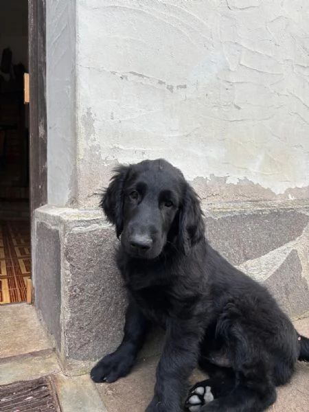 Cuccioli Flat Coated Retriever | Foto 4