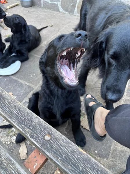 Cuccioli Flat Coated Retriever | Foto 3