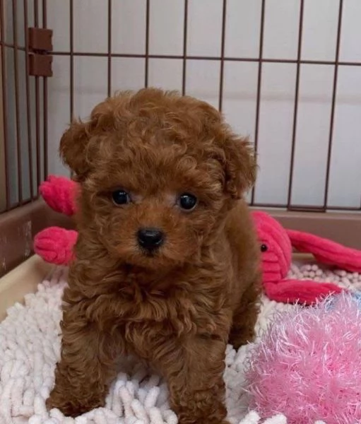 Barboncino Toy cuccioli maschio e femmina
