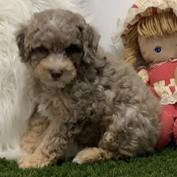 Maltipoo cuccioli maschio e femmina | Foto 0