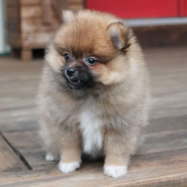 3 Pomeranian Toy cuccioli maschio e femmina