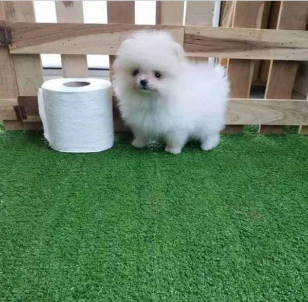 Pomeranian Toy cuccioli maschio e femmina