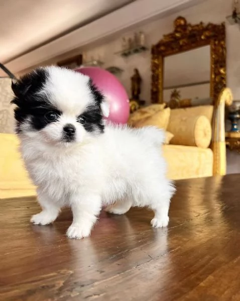  Pomeranian Toy cuccioli maschio e femmina