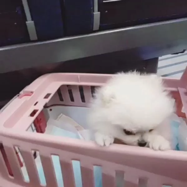 Pomeranian Toy cuccioli maschio e femmina | Foto 0