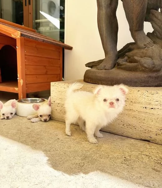Chihuahua Toy cuccioli maschio e femmina | Foto 0
