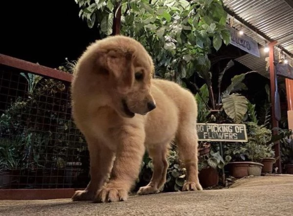  Golden Retriever cuccioli maschio e femmina