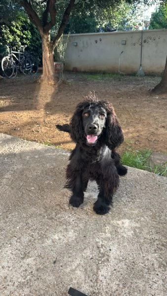 Regalo un cane